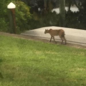 Meet your Posher, Noah